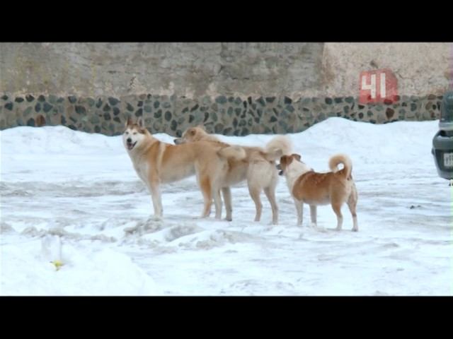 Собачья свадьба смотреть онлайн