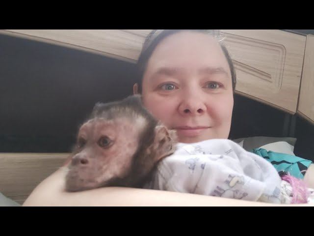 Строим глазки #monkey #капуцин #обезьяны #обезьяна #экзотика #животные #babymonkey #pets #cute