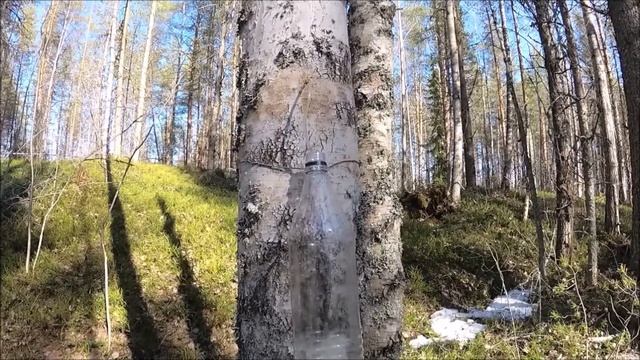 Грибной рай: приключения в лесу