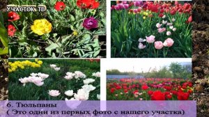 Первые Весенние Цветы - Весенние Первоцветы в Саду