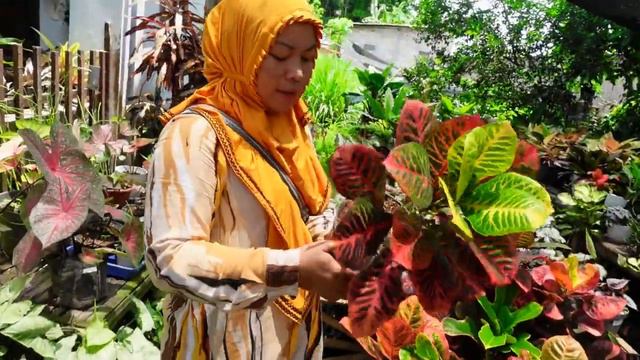 Review Harga Tanaman Hias Menor Warna Warni Murah murah смотреть онлайн