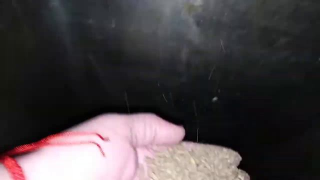 Свинья апельсины не ест)) смотреть онлайн