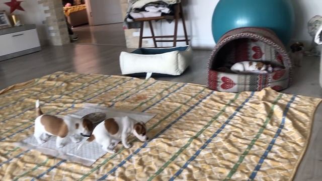 Проведал щенков после долгой разлуки смотреть онлайн