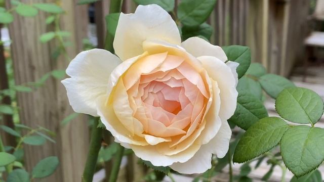 Rose - Charles Darwin смотреть онлайн