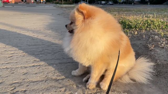 Померанец шпиц гуляет #funnyvideos #ukraine #популярное #выходные #выходные #померанскийщпиц смотреть онлайн