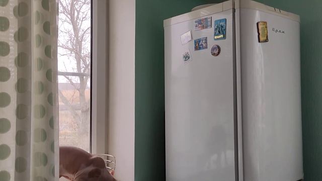 Истории из жизни животных смотреть онлайн