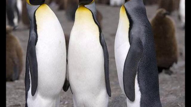 ROMANOS IDIOMA RUSO смотреть онлайн