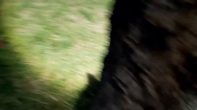 Лиса Дуся заигрывает с котом Тишей смотреть онлайн