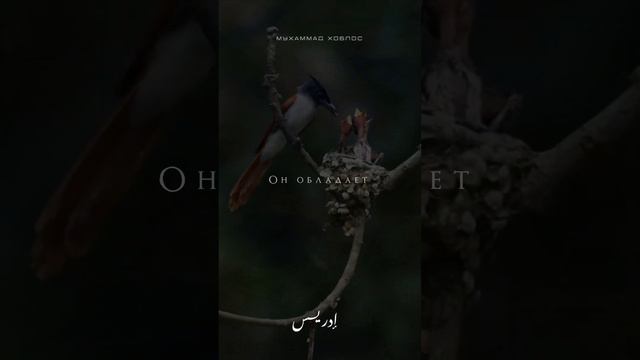 ОН - الله ✅:::::::::::::::::::::::::#ислам #религия #жизнь #любовь #мир #дружба #коран #семья #дети смотреть онлайн