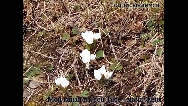 Мои первоцветы 10 апреля 2016: крокусы (шафран), пролески сибирские (сцилла), мать-и-мачеха смотреть онлайн