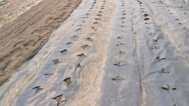 САЖАЕМ КАРТОФЕЛЬ в УКРЫВНОЙ МАТЕРИАЛ. Профилактика нематоды и болезней картофеля. смотреть онлайн