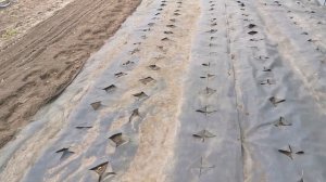 САЖАЕМ КАРТОФЕЛЬ в УКРЫВНОЙ МАТЕРИАЛ. Профилактика нематоды и болезней картофеля.