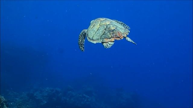 Exploring the Coral Reef: Learn about Oceans for Kids - FreeSchool смотреть онлайн