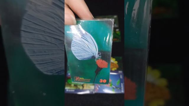 Ao Vivo, Série Borboletas 🦋 Da Telemar De Minas Gerais. смотреть онлайн