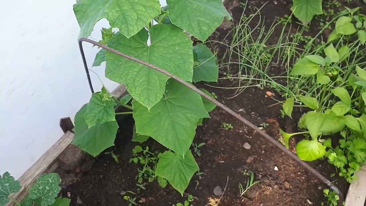 11 июня 2022 г. Обзор теплицы.