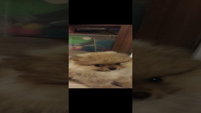 VID_20240625_222944.mp4