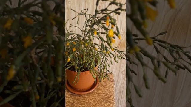 Хатиора-кустарниковый кактус! смотреть онлайн