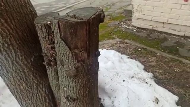 Ошибки при обрезке деревьев