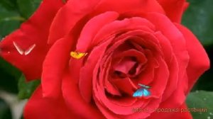 Роза канадская парковая Николас ? обзор: как сажать, саженцы розы Николас