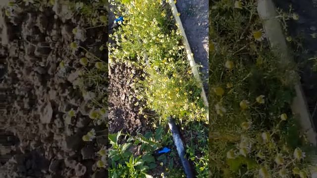 Капельное от насоса смотреть онлайн