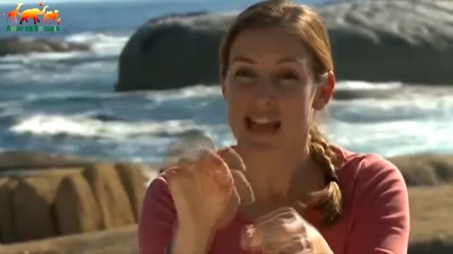 Кадры из пасти акулы Тигровая акула напала на дайвера и съела камеру смотреть онлайн