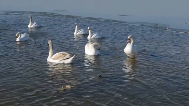 гуси лебеди смотреть онлайн