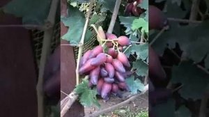 ВИНОГРАД ПЕРЦОВЫЙ КРАСНЫЙ / НЕБОЛЬШОЕ ОПИСАНИЕ ГИБРИДНОЙ ФОРМЫ