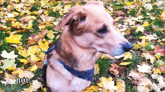 Dorgi - TOP 10 Interesting Facts - Corgi X Dachshund Crossbreed