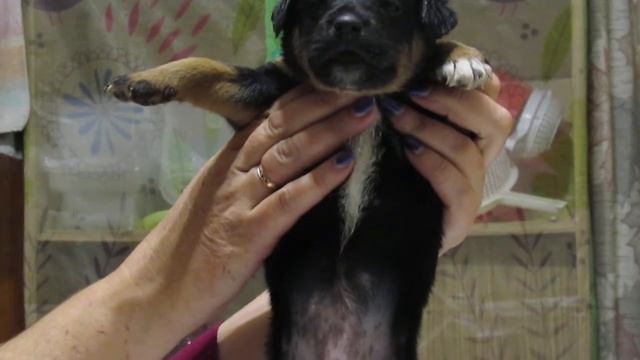 Яг. Девочка (2) 04.10.2021г. смотреть онлайн