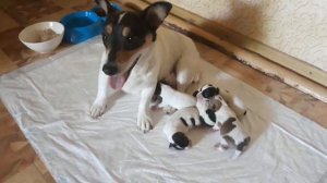 Щенкам Джек Рассела 1 сутки от рождения