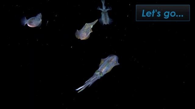 Olympus Tg-6 Tough Camera 4k Video 【EATEN ALIVE 】 Olympus Tg-6 Video Test | Olympus Tg-6 Underwater смотреть онлайн