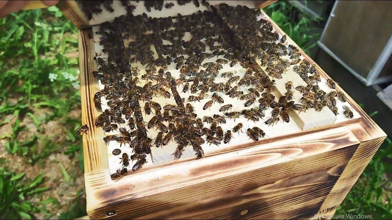 Японский улей. Расширение. смотреть онлайн