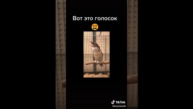 Кукабара птица со страшным голосом смотреть онлайн