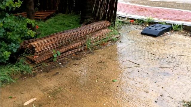 Цветы каркаде замёрзли смотреть онлайн