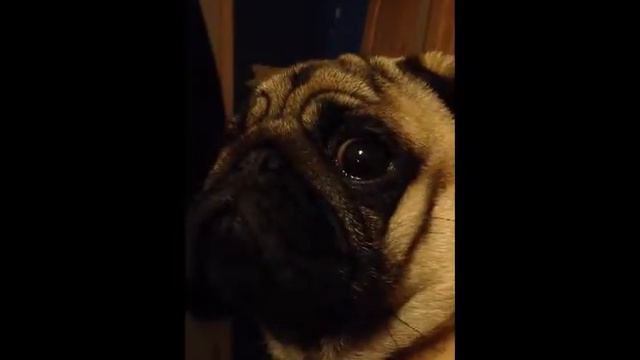 Pug Sneeze and Growl смотреть онлайн