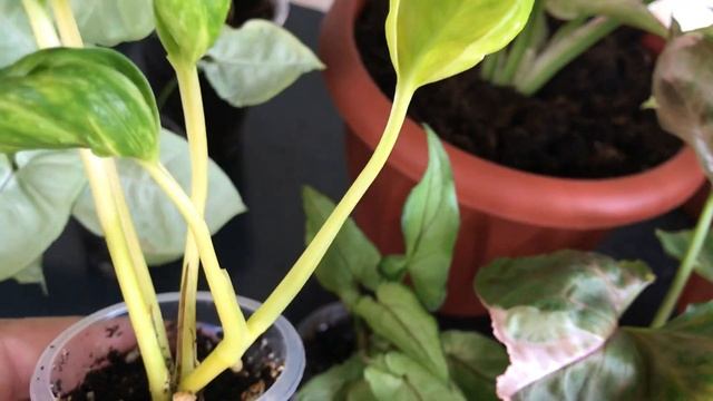 Новые Сингониумы в Моей Коллекции. Милк Конфетти. смотреть онлайн