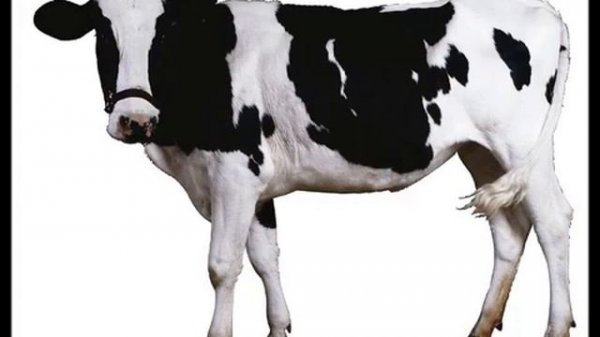 У КОРОВЫ НЕТ ДРУГИХ ЗАБОТ (1 ЧАС)