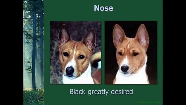 Basenji Judges Education Presentation