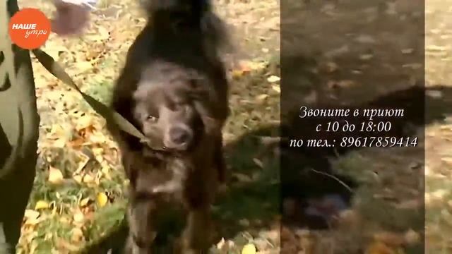 Ищу друга – дворняжка Жужа смотреть онлайн