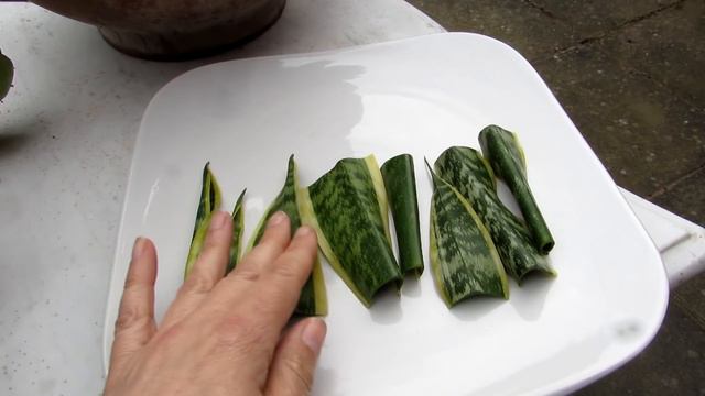 How to save a Sansevieria Plant from ROT - The Mother in Law's Tongue Plant смотреть онлайн