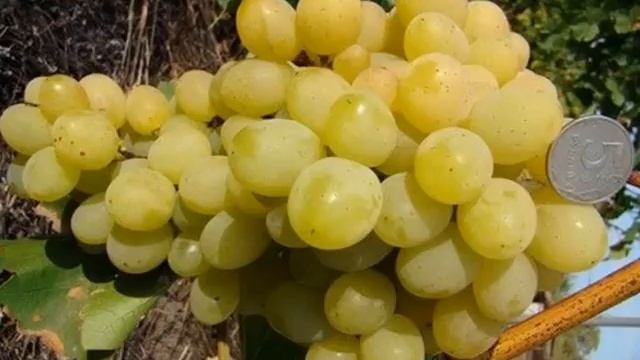 Гибридная форма винограда Супер Экстра - описание смотреть онлайн