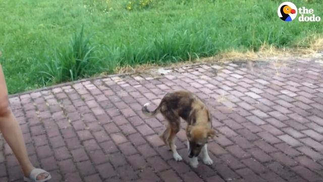 Stray Puppy Knew Exactly Who Could Save His Life | The Dodo Faith = Restored смотреть онлайн