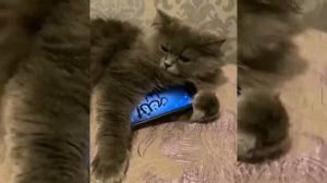 Реакция кошки на чтение КОРАНА