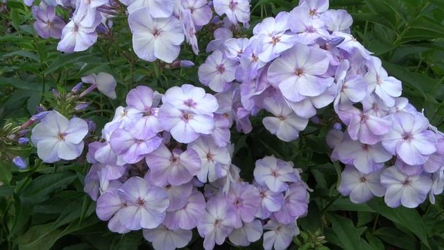 Флокс метельчатый Виолетта Глориоза - Violetta Gloriosa. Автор K.Foerster, 1956. смотреть онлайн