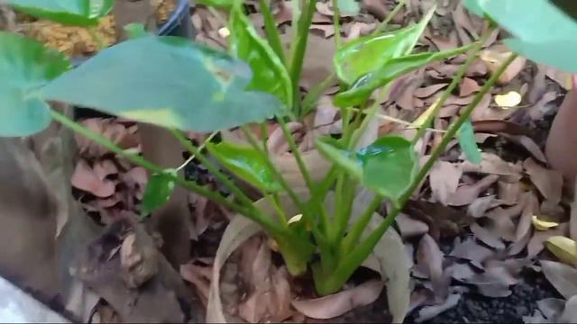Alocasia Cucullata Vs Alocasia Cucullata Under A Tree.