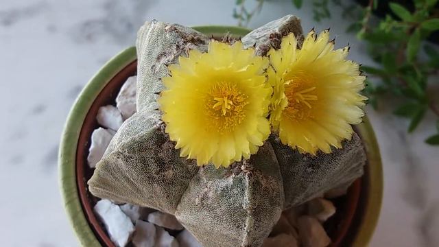 АСТРАФИТУМ ЦВЕТЁТ⭐ASTRORHYTUM BLOOMING. смотреть онлайн