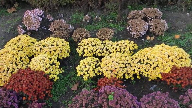 Бал Хризантем в Запорожском городском детском ботаническом саду смотреть онлайн