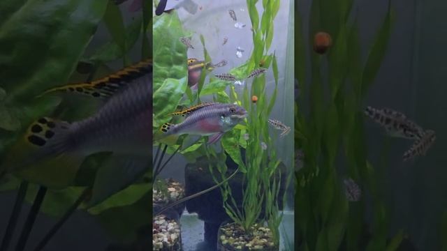 Пельвикахромисы с мальками / Pelvicachromis with fry смотреть онлайн