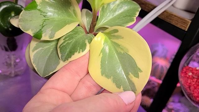 Overview My Peperomias (обзор моих пепероний)