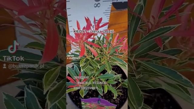 Pieris Flaming Silver смотреть онлайн